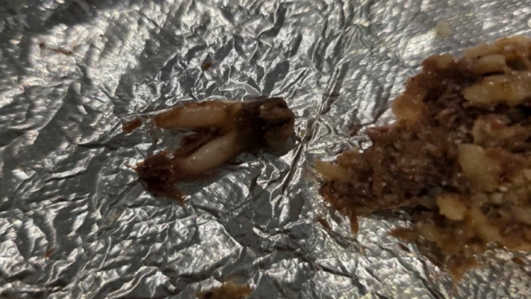 Torchy’s Tacos sued after customer finds cow tooth in taco