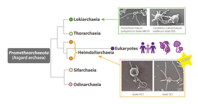 Capturing our closest archaeal relatives offers clues to the origin of ...
