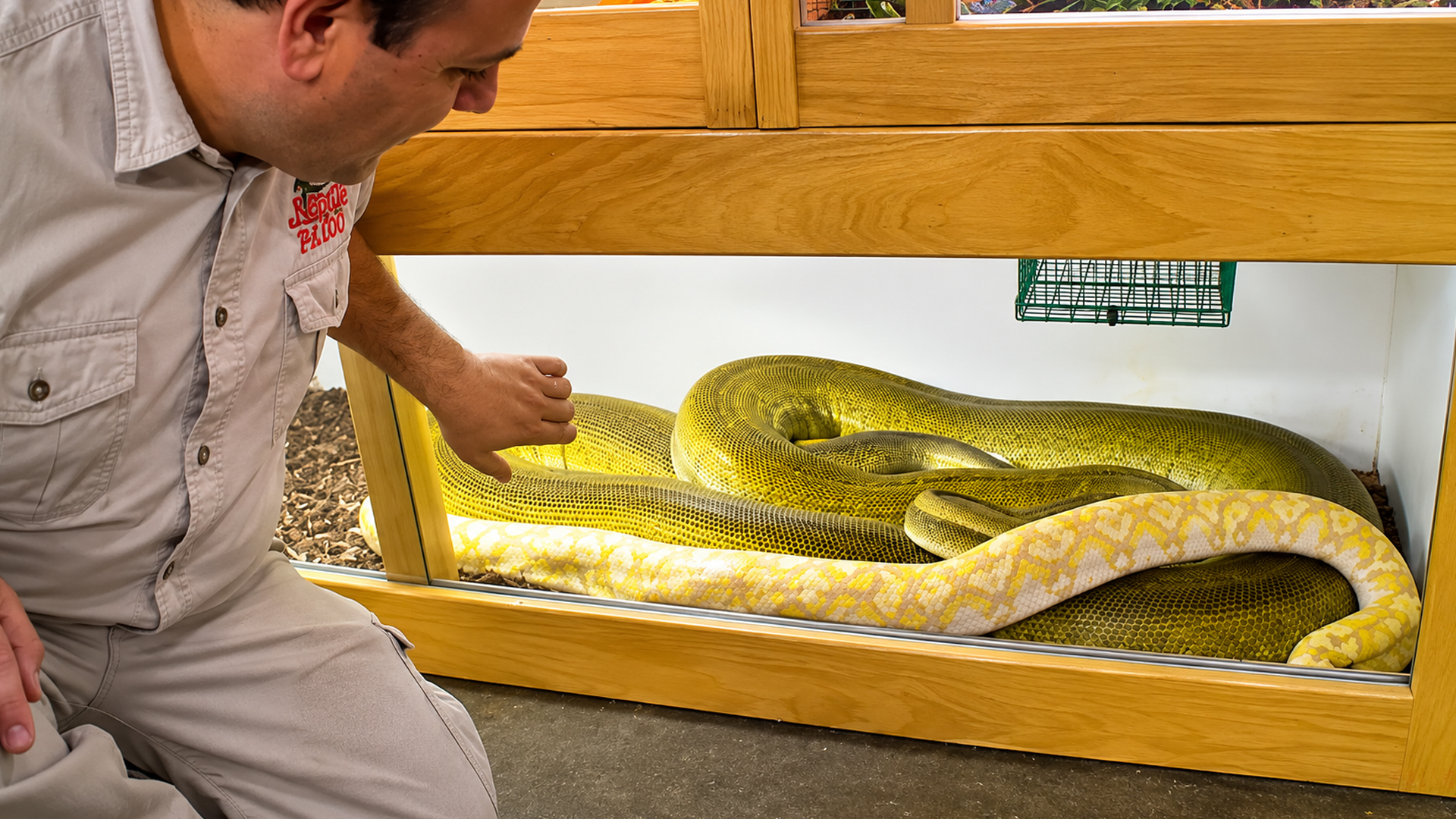 Stunning python morphs range from bright yellow to white