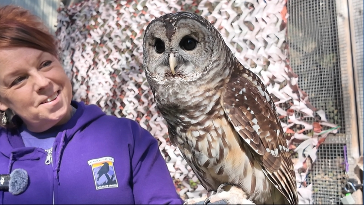 Raven Ridge shares tips to keep wildlife safe around holiday decorations