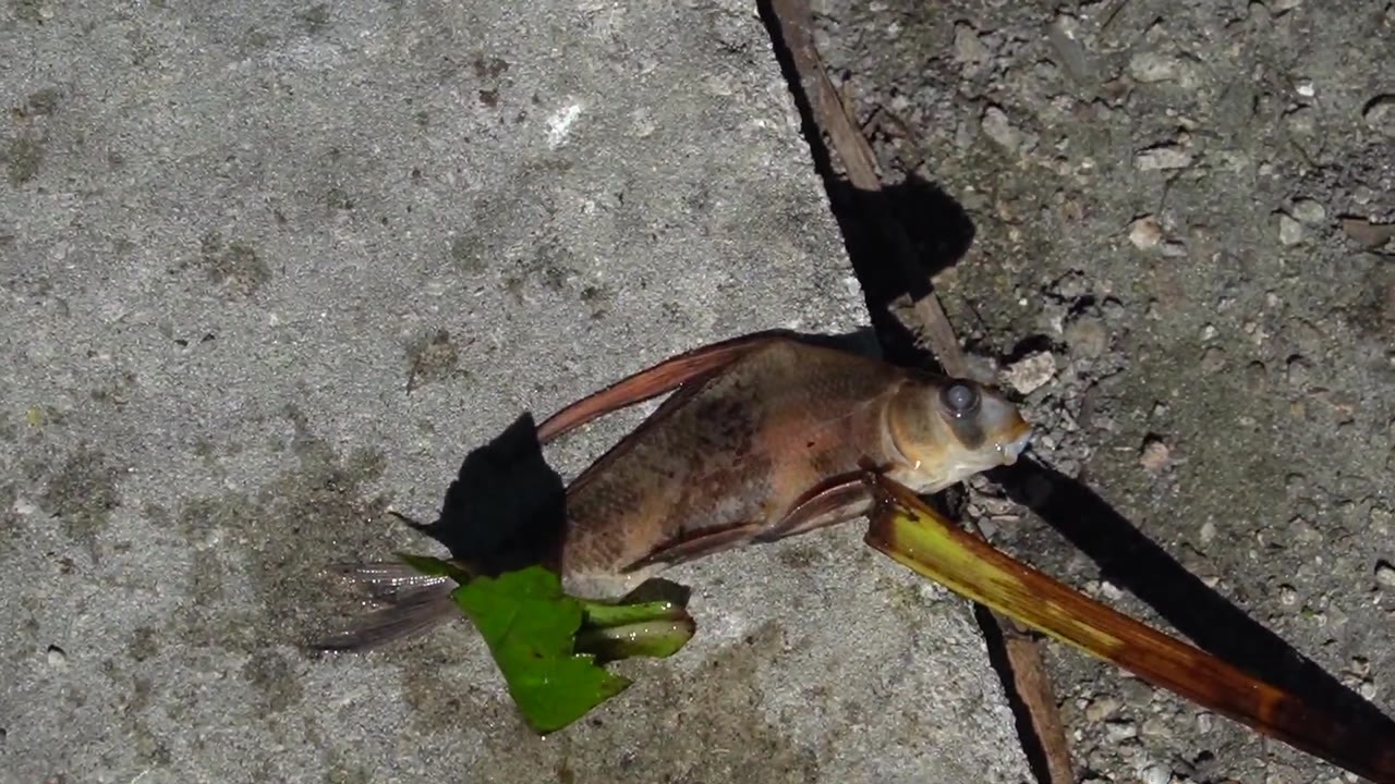 A pond check reveals one dead fish while redtail catfish and pacu ...