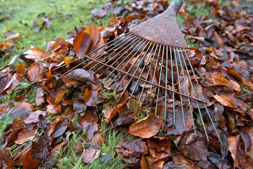 Thursday warning for UK homeowners with leaf piles and pampas grass in ...