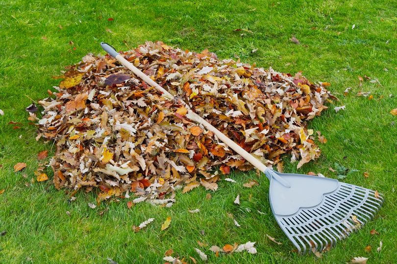 Thursday warning for UK homeowners with leaf piles and pampas grass in ...
