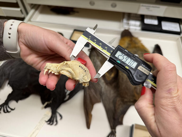 Museum specimens reveal shrinking flying foxes in Madagascar, with ...