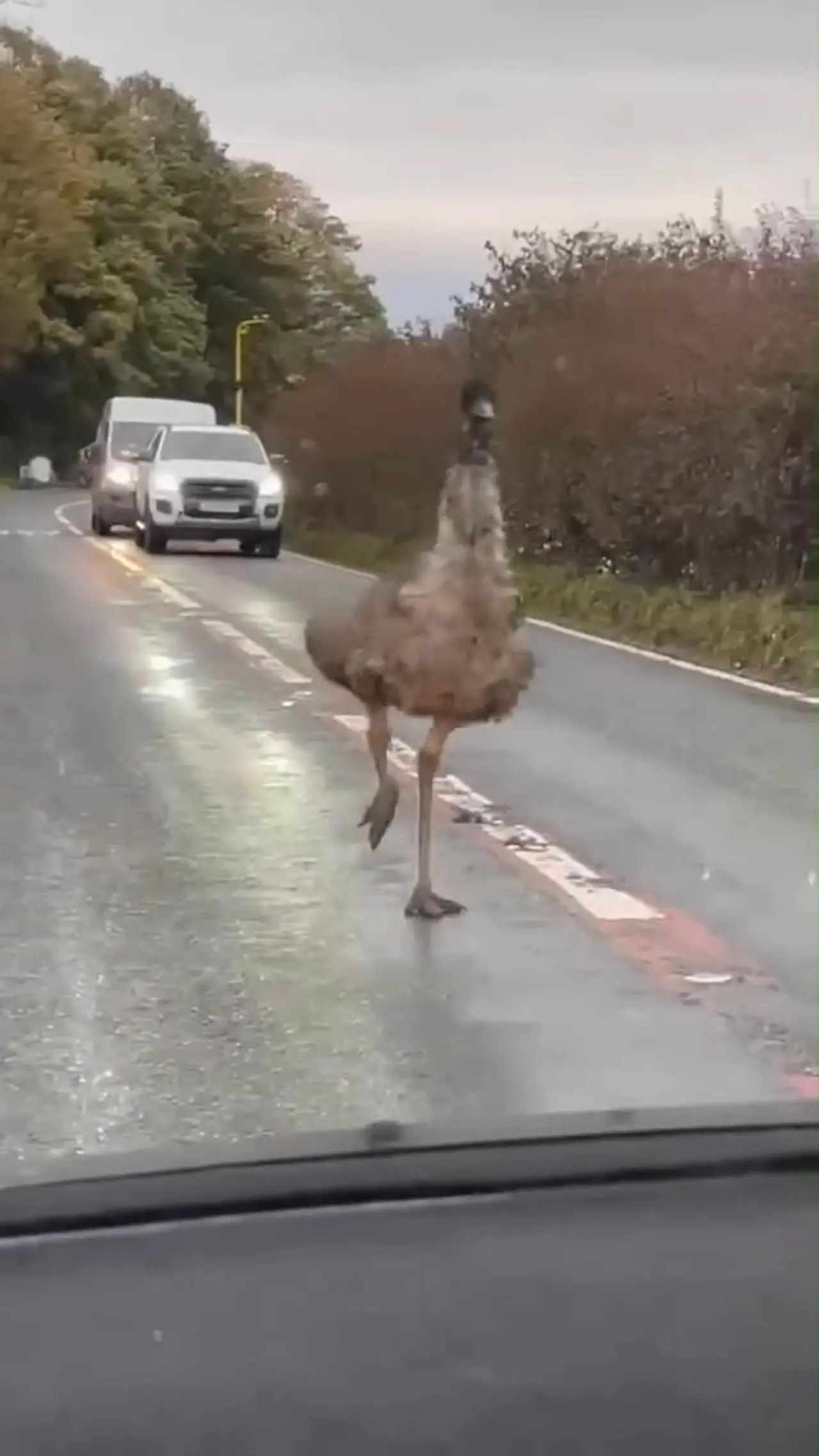 Escaped emu spotted in Lancaster