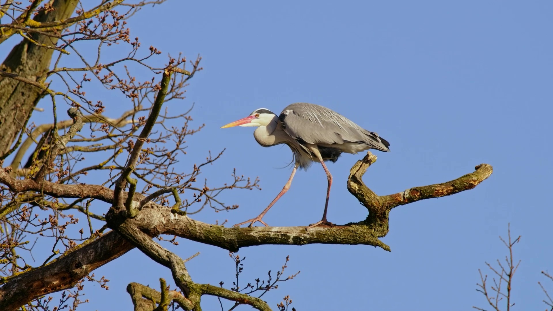 The fascinating balance of a grey heron in the treetops