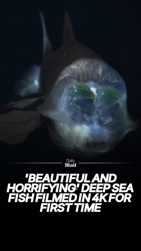 Barreleye deep sea fish filmed in 4K for the first time