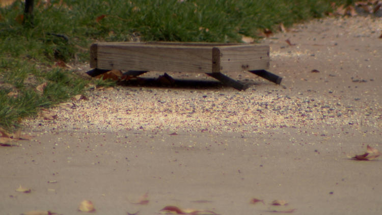 Jeffco homeowner blames bird food on sidewalk for growing rat problem