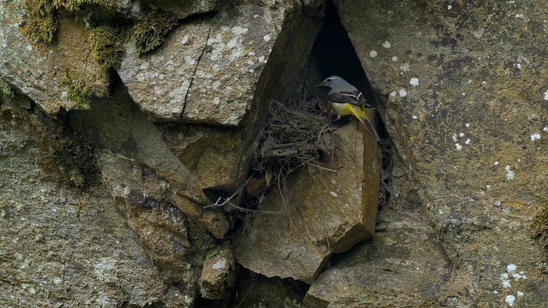 Rare moment grey wagtail guards its nest among rocky cliffs