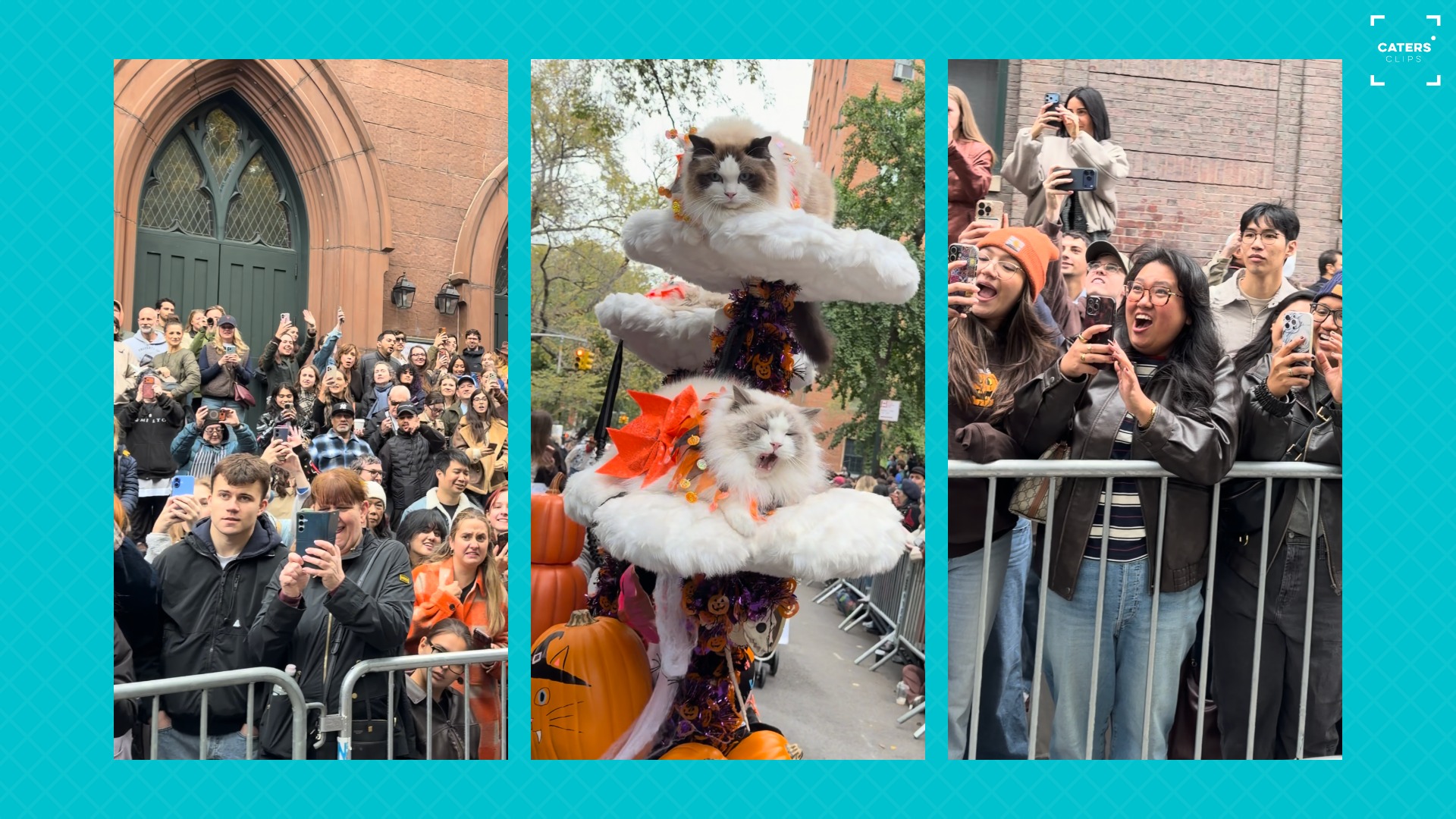 New York crowd goes wild as cats make surprise appearance at Halloween ...