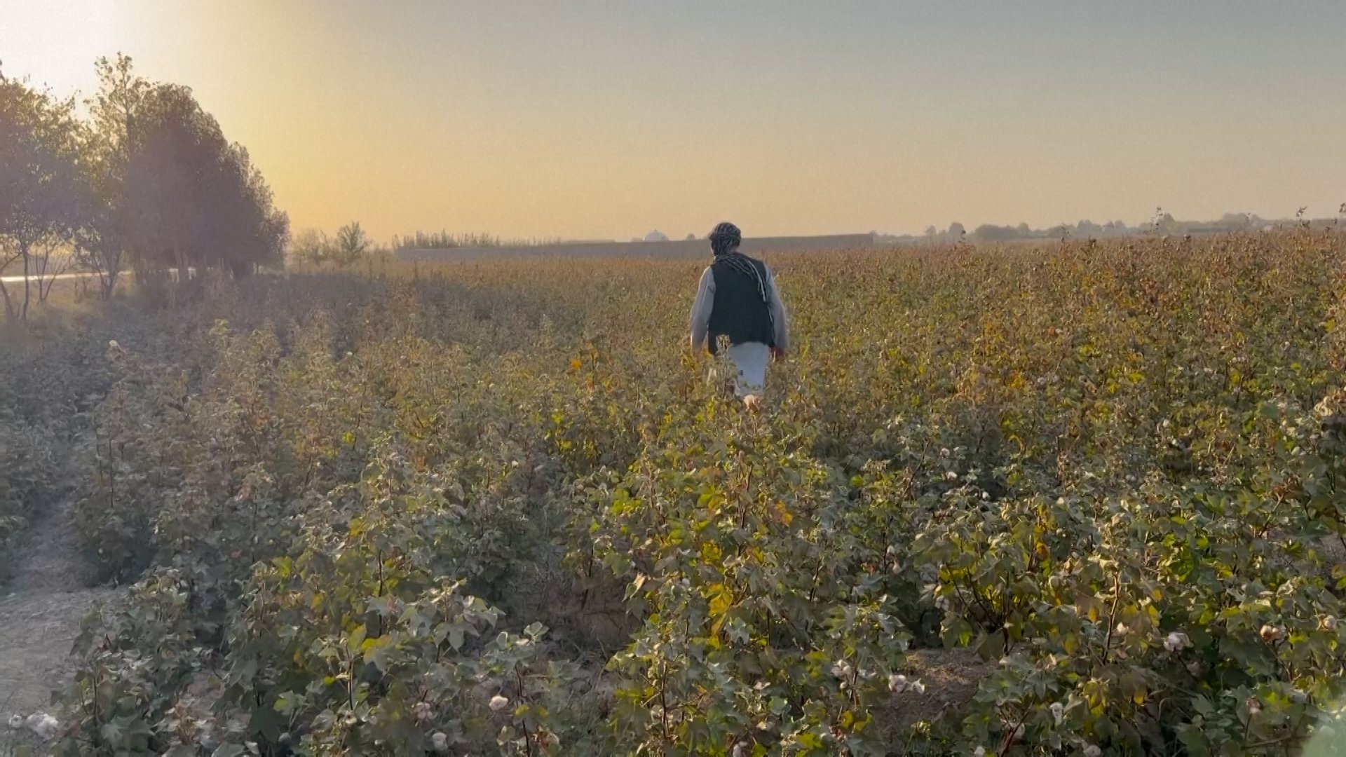 Afghan farmers pushed to opium farming to make a living