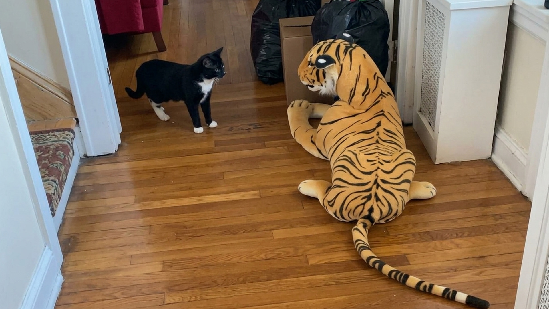Curious cat comes face to face with a giant stuffed tiger