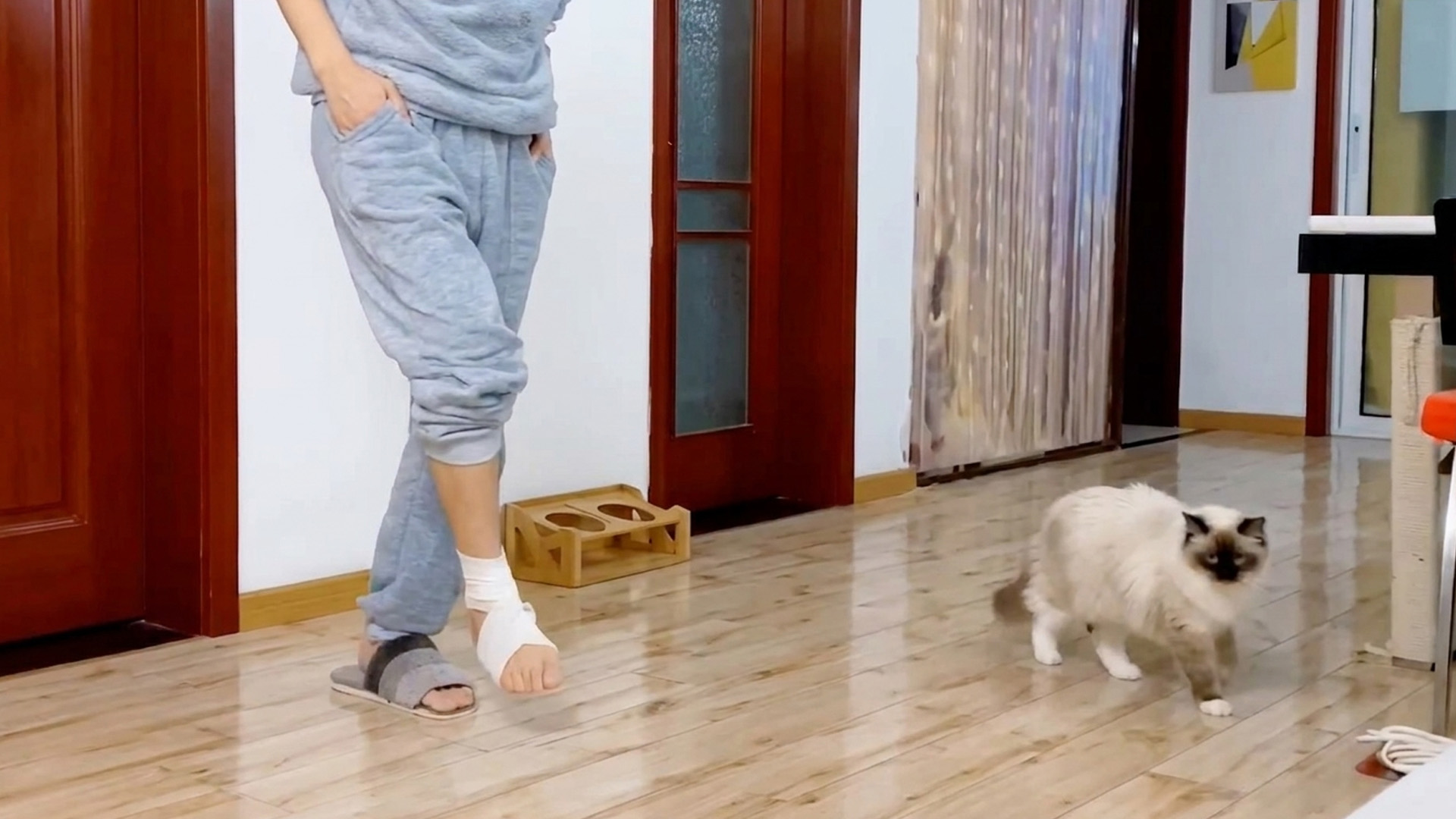 Fluffy cat walks beside its owner with a bandaged foot
