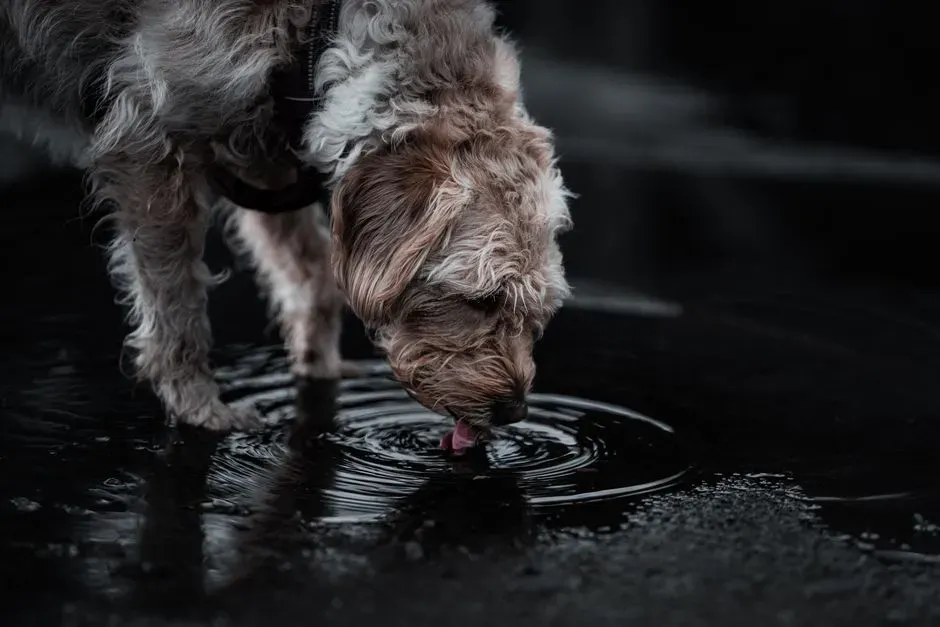 8 behaviors dogs often show during heat waves