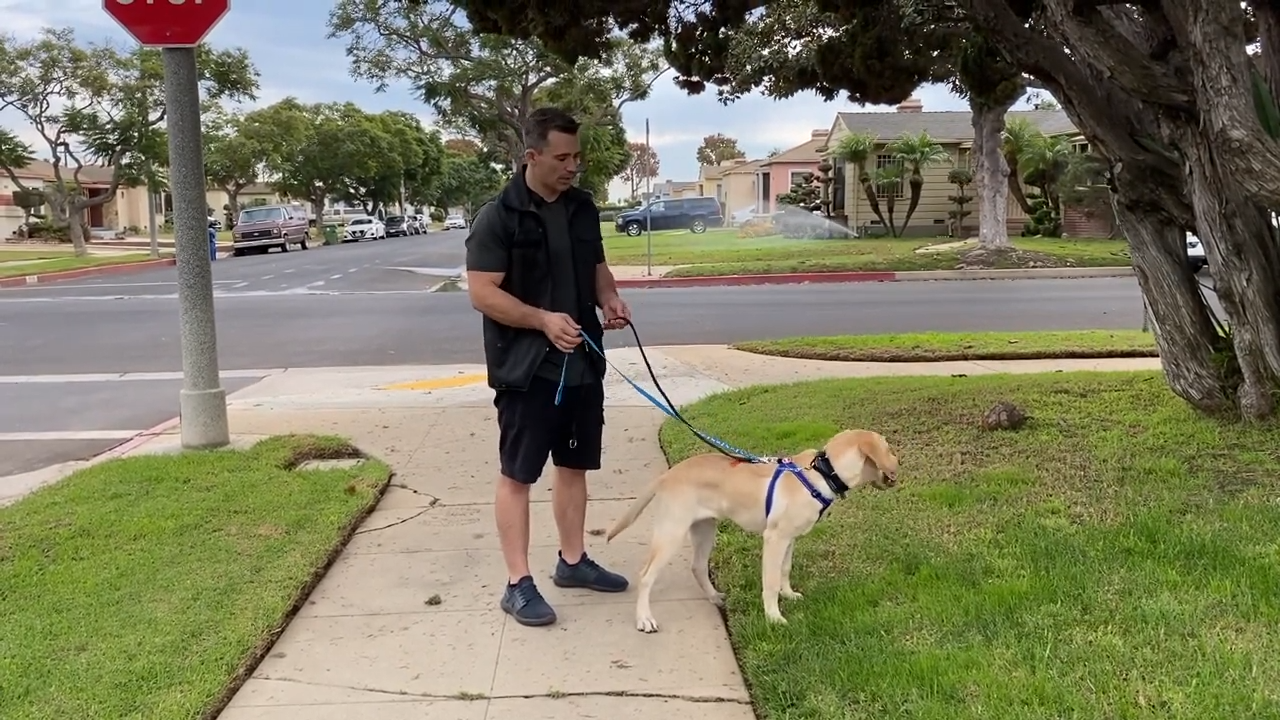 Leash pressure training helps a dog stop pulling