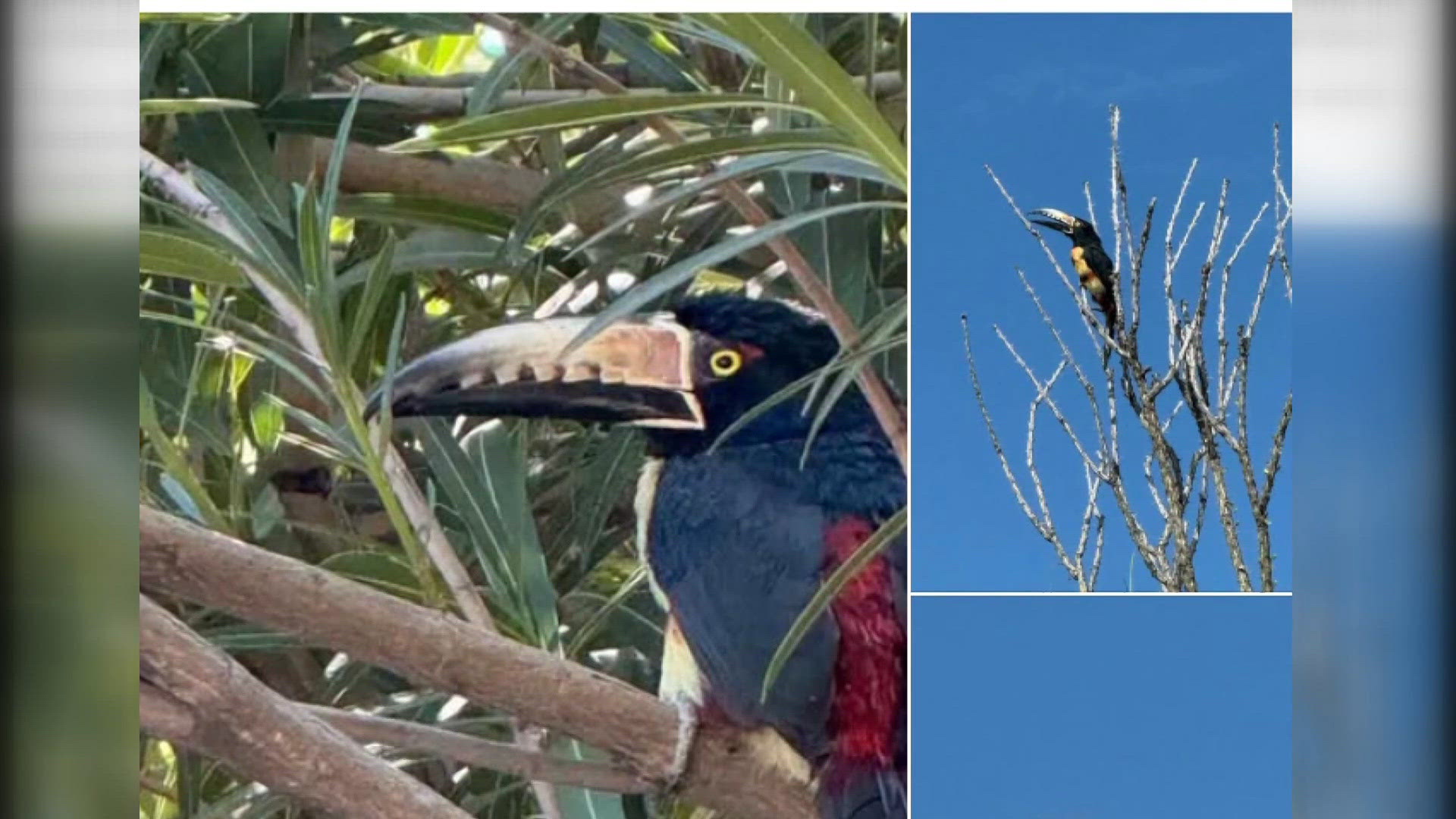 Pet toucan has been missing for weeks in Arizona