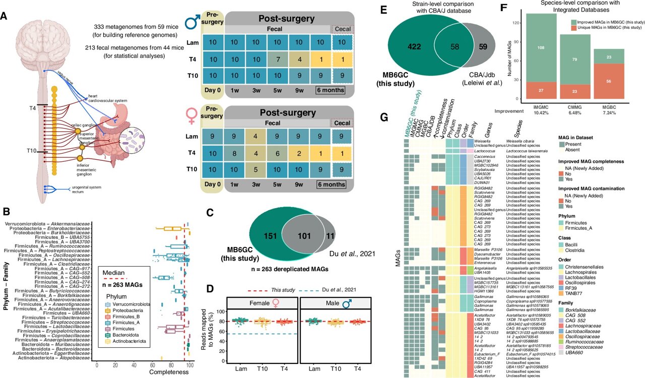Spinal cord injury can reshape gut microbes that influence whole-body ...