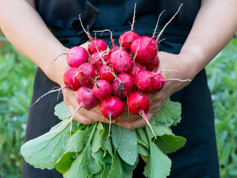9 types of radishes that add crunch, color and bite