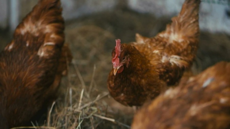 Bird flu detected in two Sacramento County backyard poultry flocks