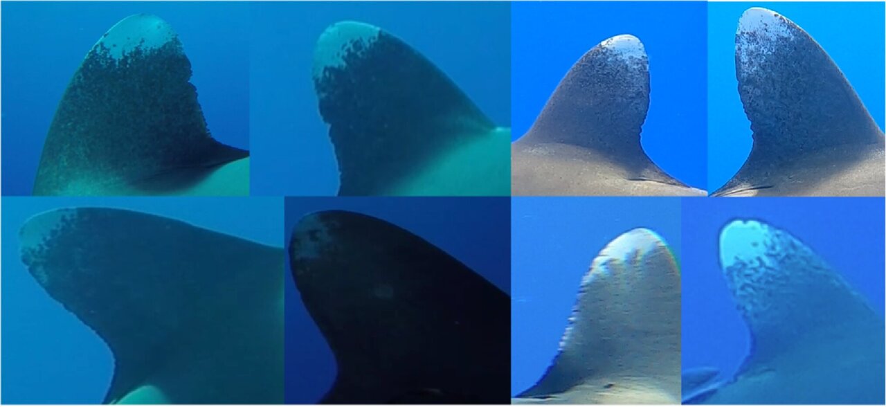 Fingerprints of the sea: Identifying sharks by their fins alone