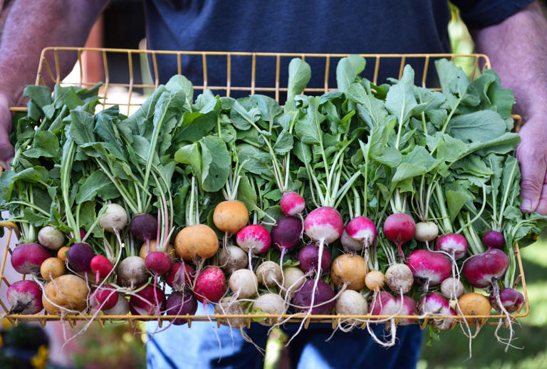 9 types of radishes that add crunch, color and bite