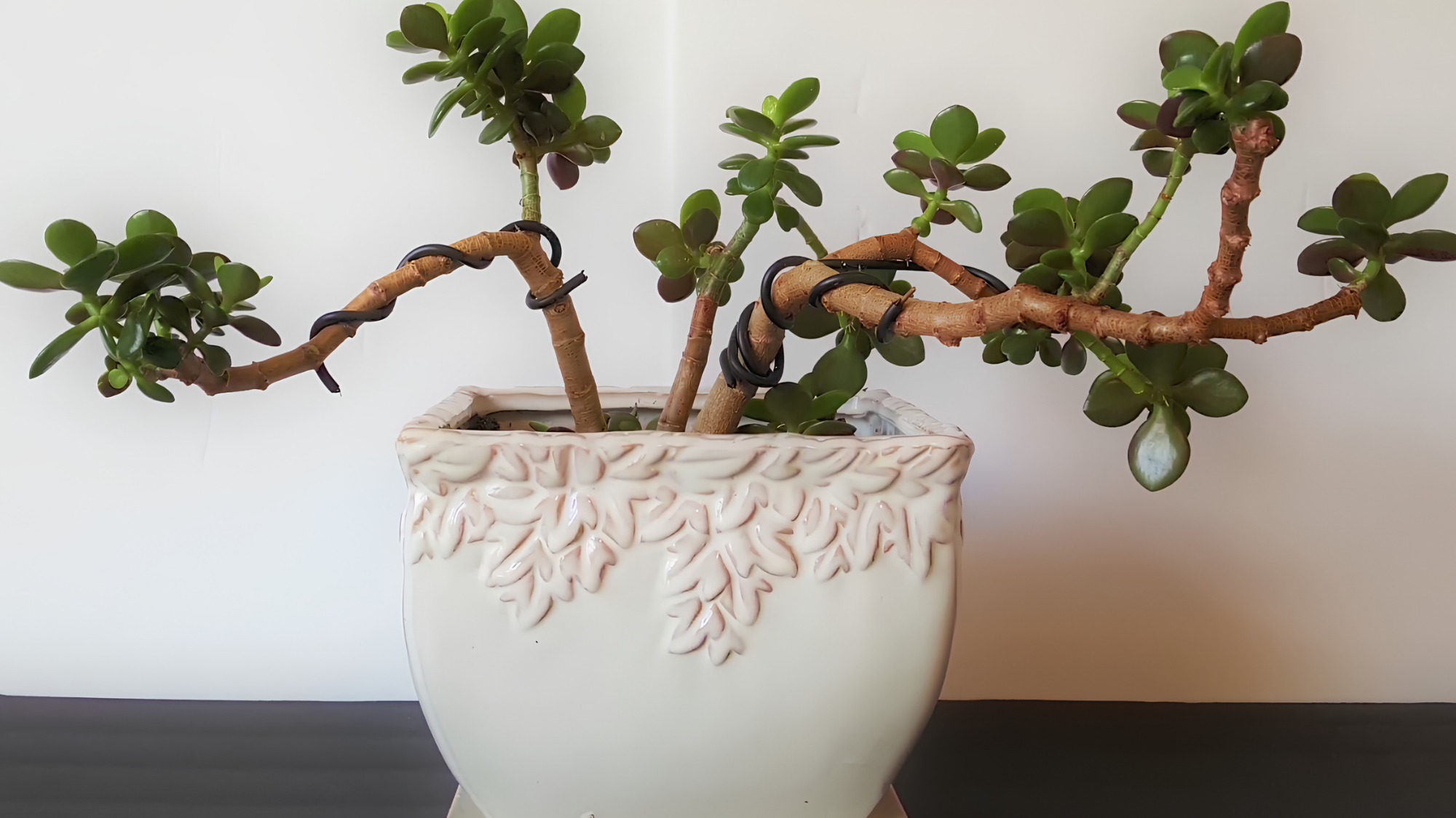 Jade plant care tips for stronger tree-like growth
