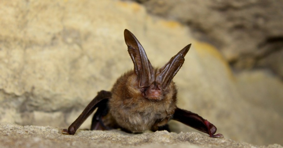 Virginia DWR celebrates Bat Week with cute stickers, more