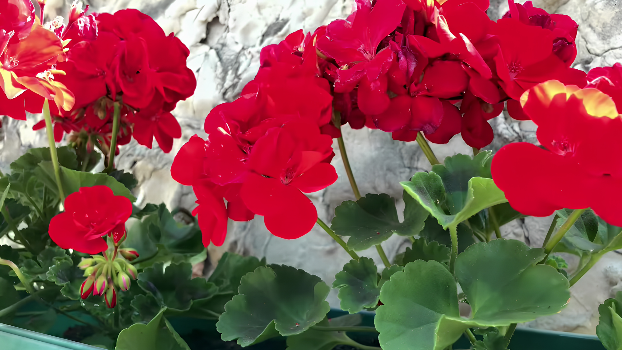 Geranium growing tips for strong plants and vibrant blooms
