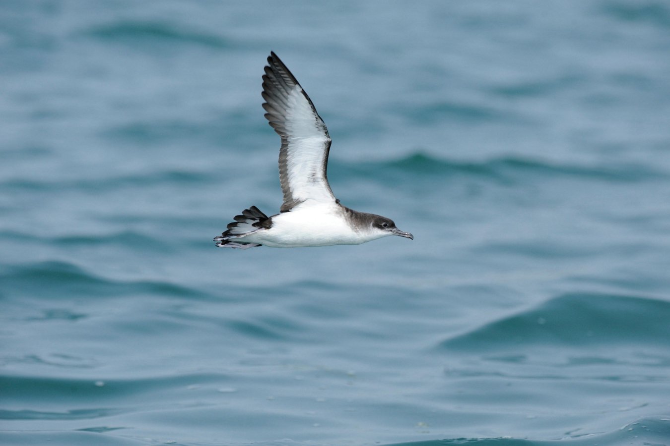 Birds can get jet lag on long, fast flights and then fly off course