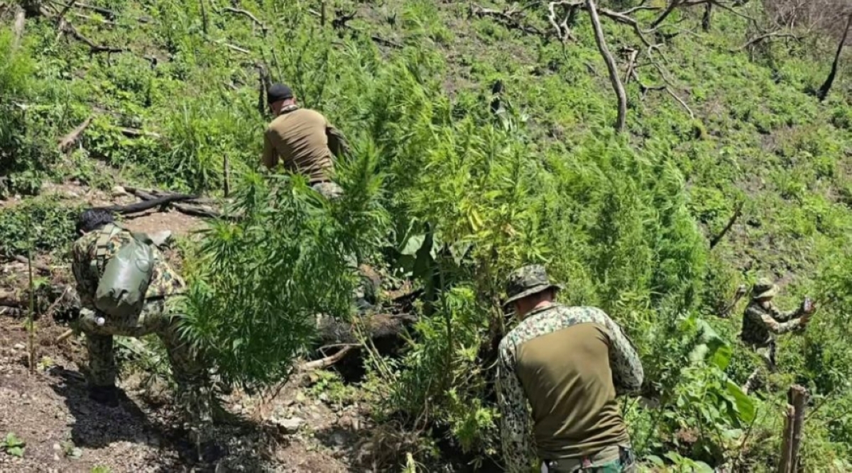 Marijuana plants worth P108.8M burned