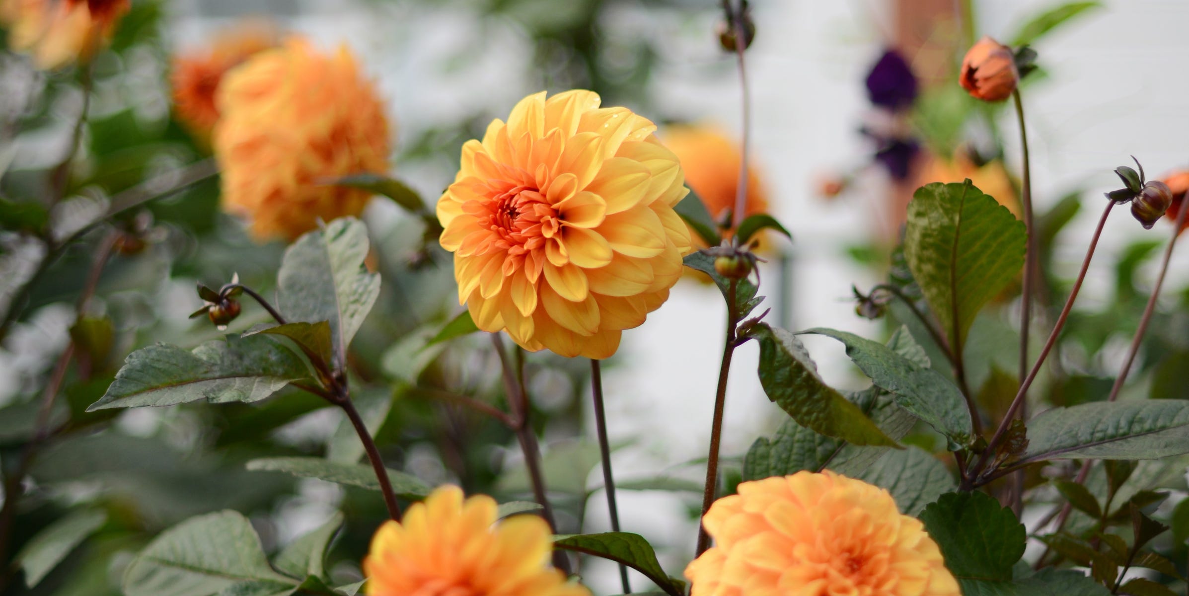 How to preserve dahlia tubers before the first frost for beautiful ...
