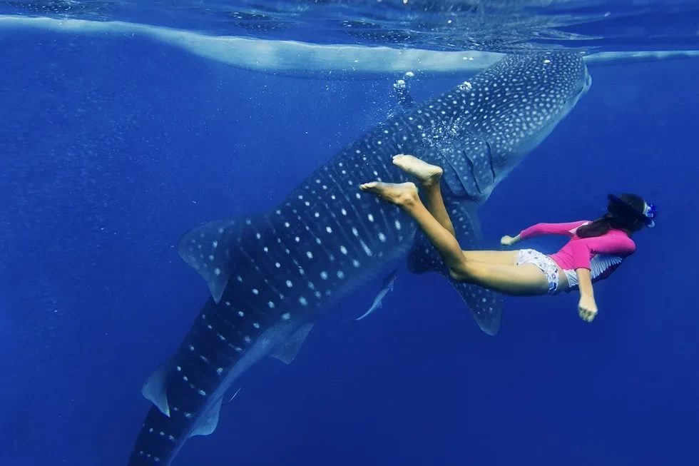 7 places where you can swim with whale sharks responsibly
