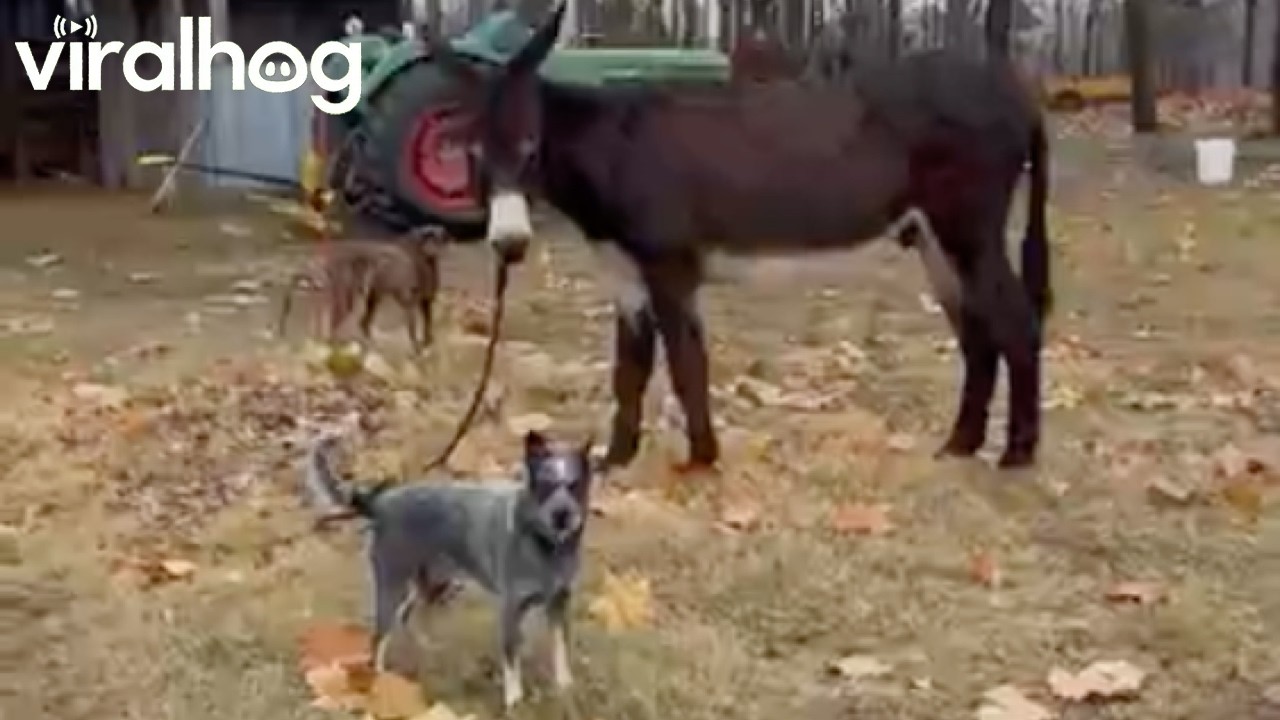Clever blue heeler guides donkey back to its owner