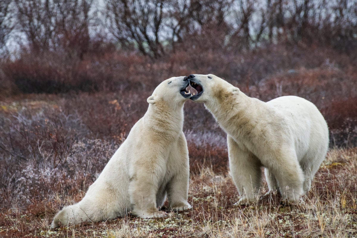 The AI-powered tech designed to reduce dangerous polar bear encounters