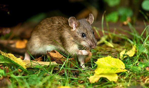Rats will not be in your garden this weekend if you avoid leaving out 1 ...