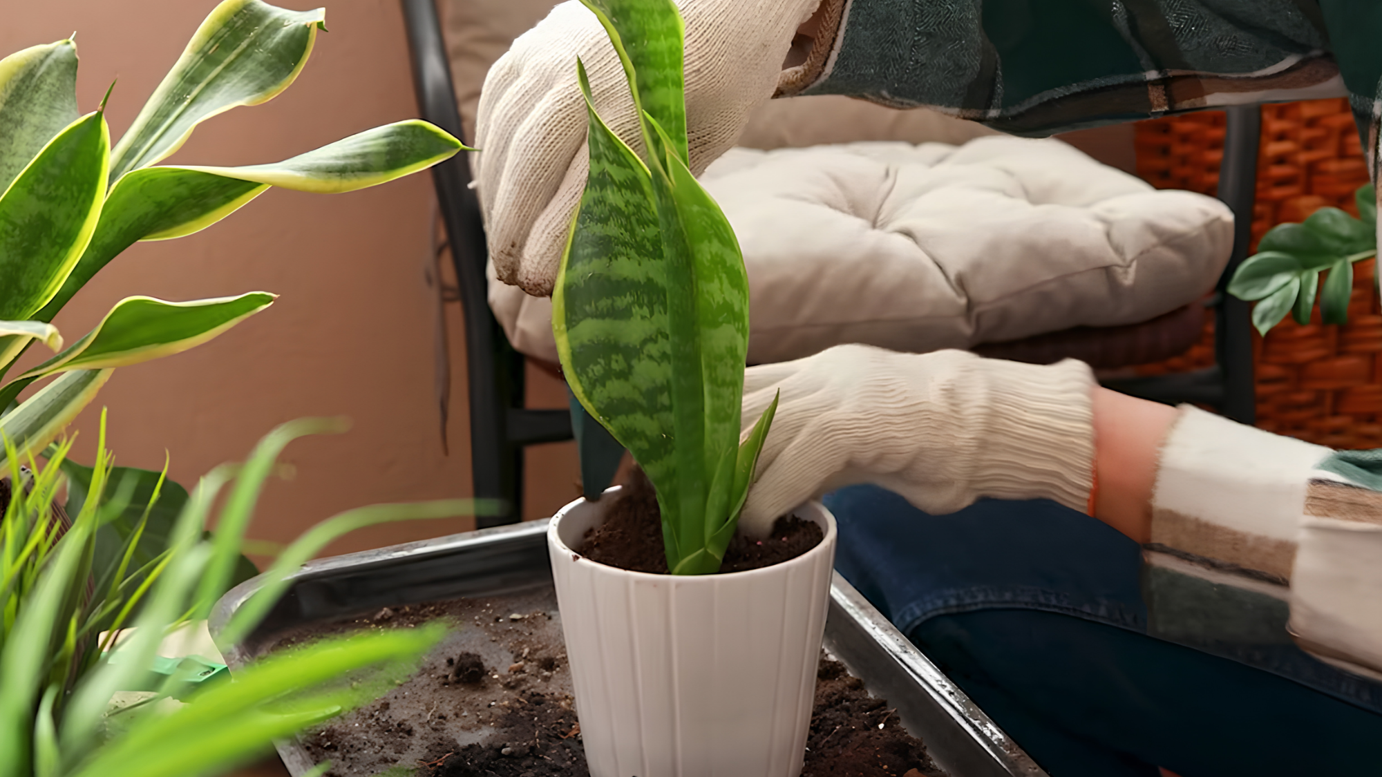 Grow more snake plants by separating and planting pups