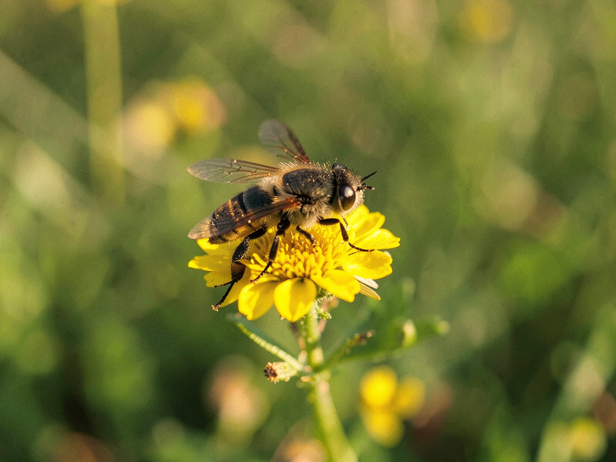Hoverflies, beetles and moths: India's overlooked crop pollinators