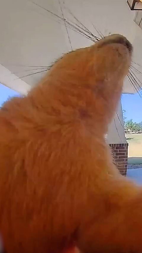 Mischievous squirrel caught ringing doorbell on camera