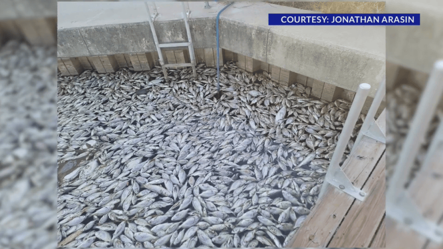 Red tide causes concern for marine life in Gulf County