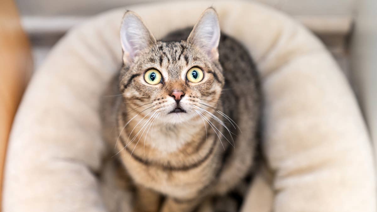 Police officer has no idea how a feline suspect got into his patrol car