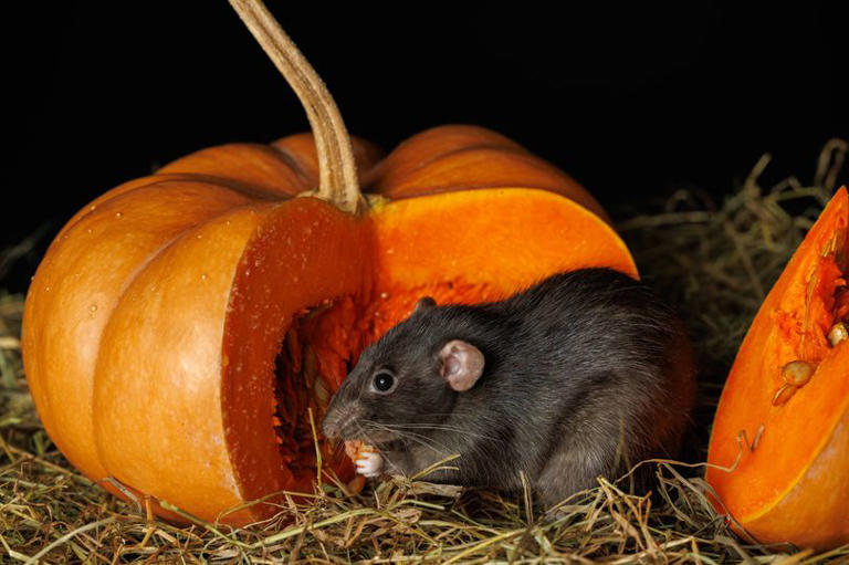 Gardeners warned of rat infestation if they leave out 1 common food ...