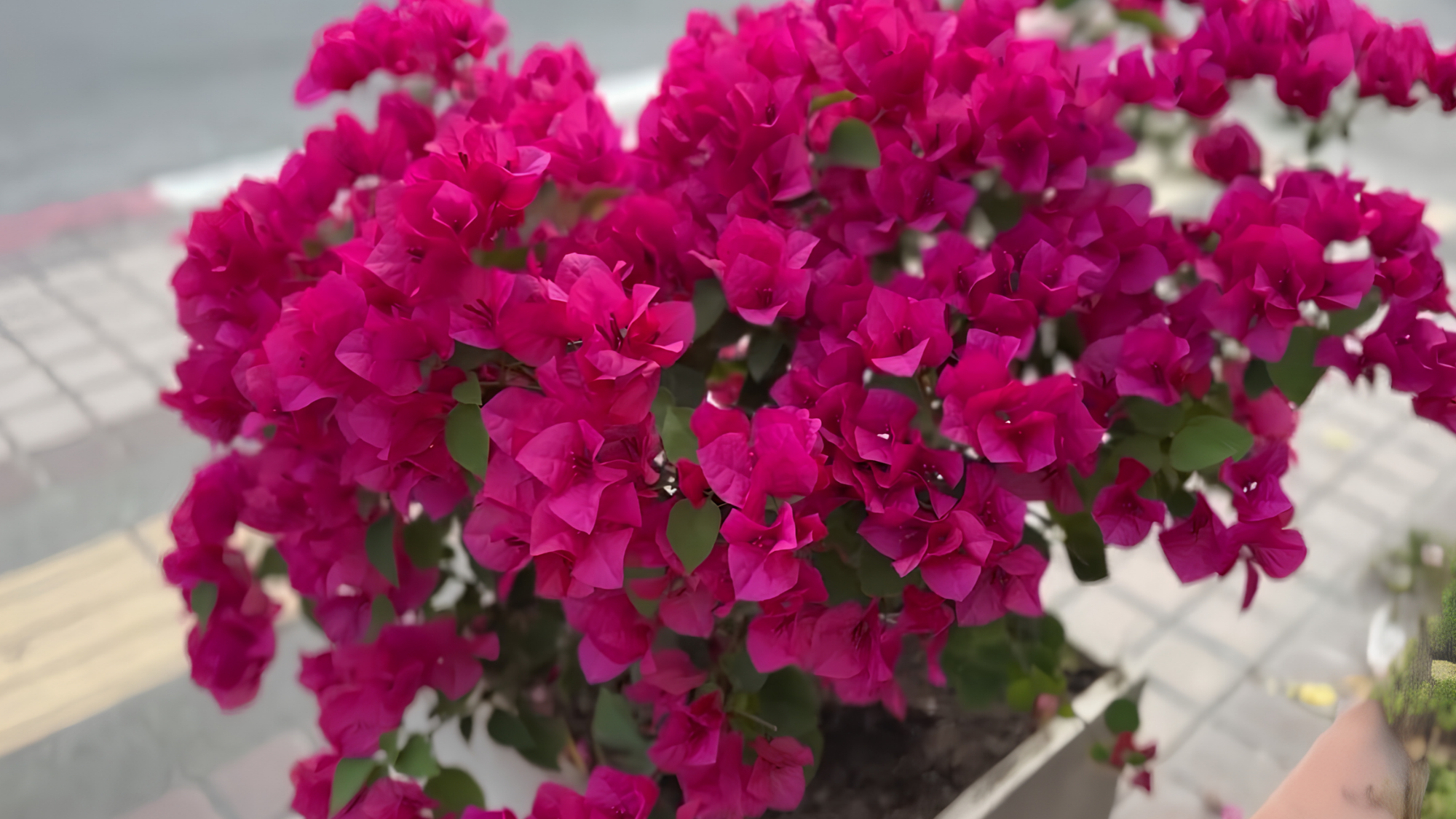 Essential bougainvillea care tips for vibrant colorful blooms