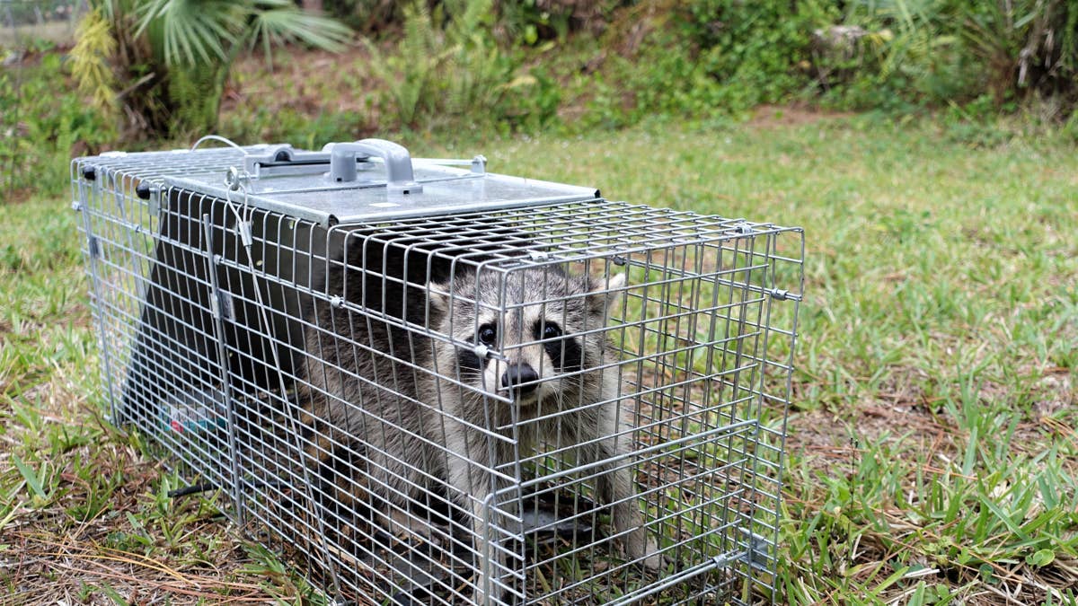 Caged raccoons waiting to return to the wild make their complaints heard