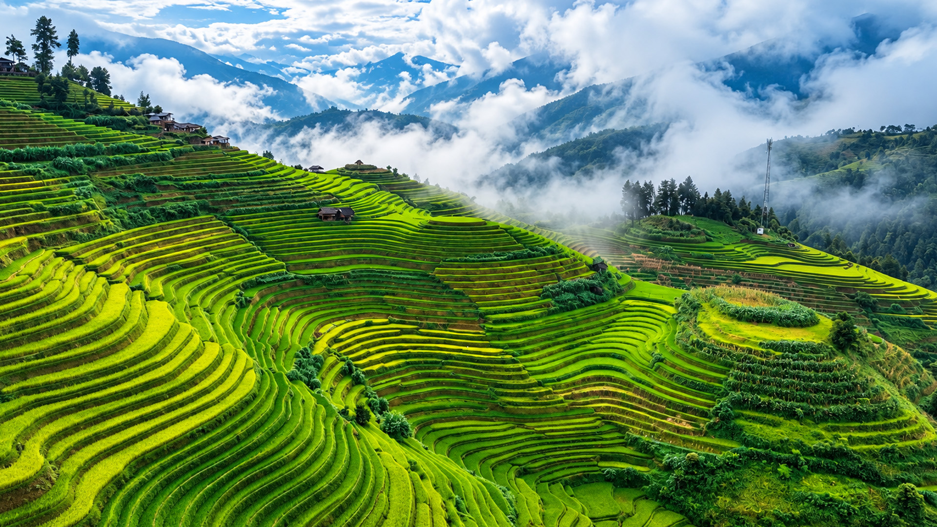 Curved rice fields stretching across steep mountain slopes