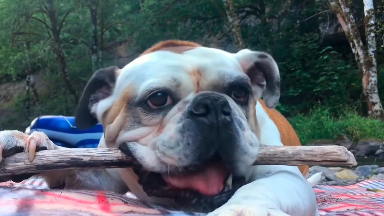 Watch this dog playing with his favorite stick