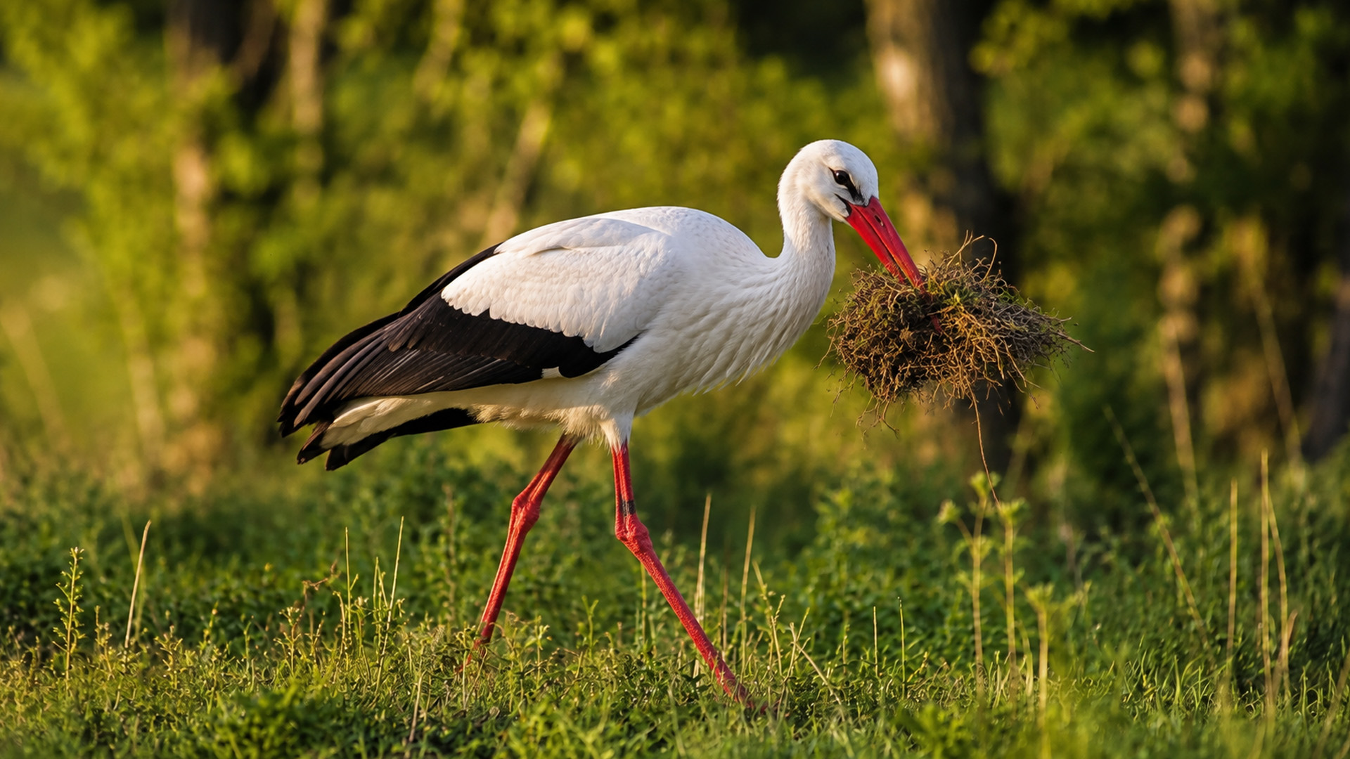 No nest in sight but this white stork is carrying a clue