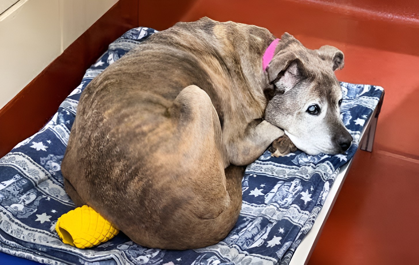 At 14, Gypsy lost her home before Dave chose her