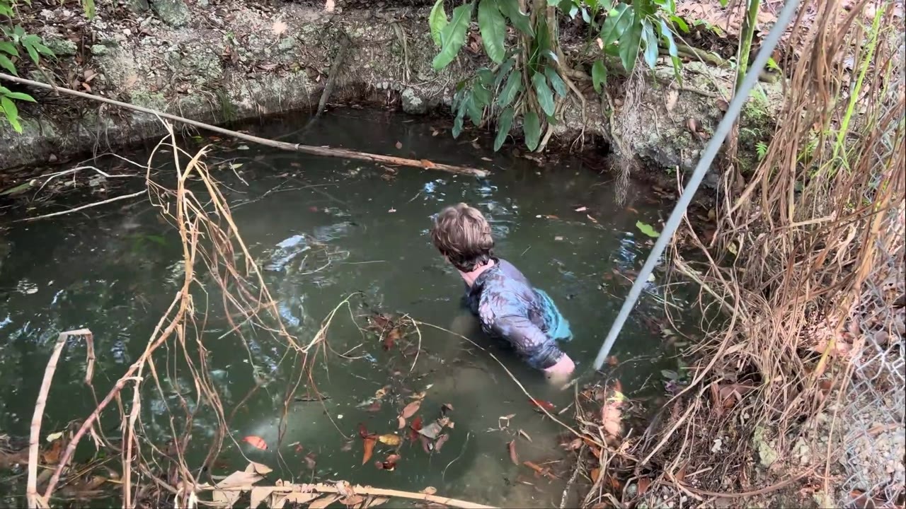 A fish trap catches an escaped arowana in a fish farm’s drainage pit