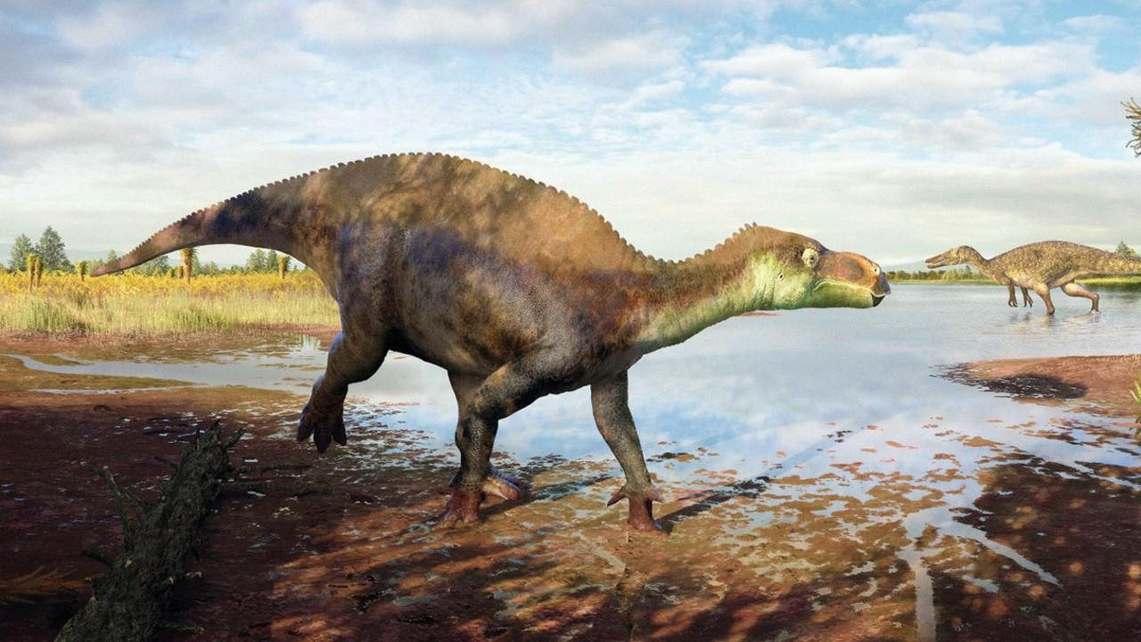 New dinosaur species identified from forgotten museum fossils