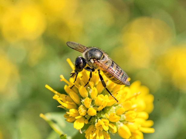 Hoverflies, beetles and moths: India's overlooked crop pollinators